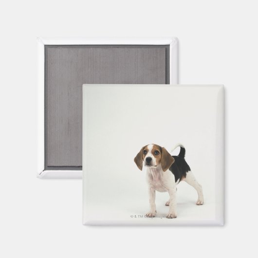 Aimant chiot beagle (Recto/Verso)