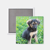 Aimant Chiot berger allemand (Recto/Verso)