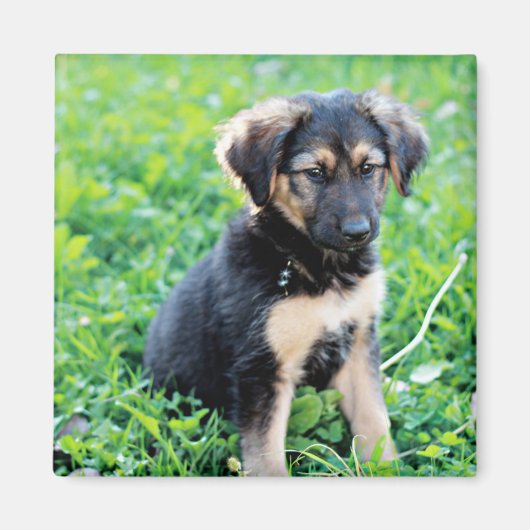 Aimant Chiot berger allemand (Devant)