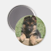 Aimant Chiot berger allemand (Recto/Verso)
