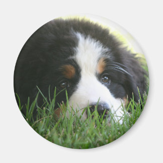 Aimant Chiot bernois