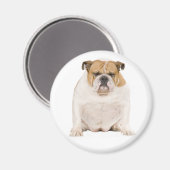 Aimant Chiot Bouledogue Anglais (Recto/Verso)