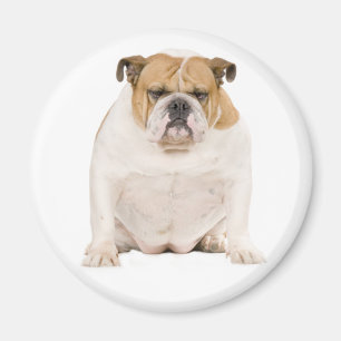 Aimant Chiot Bouledogue Anglais