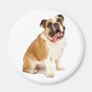 Aimant Chiot Bouledogue Anglais