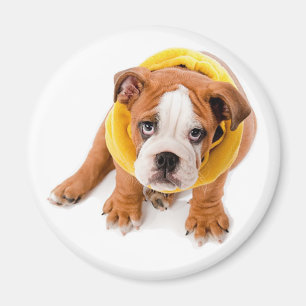 Aimant Chiot Bouledogue Anglais