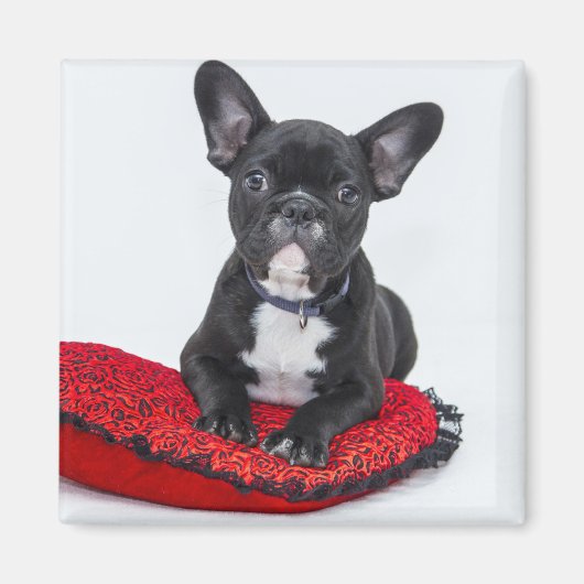 Aimant Chiot BULLDOG Noir mignon personnalisable (Devant)