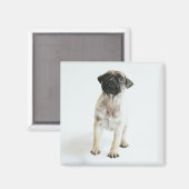 Aimant Chiot Carlin mignon (Recto/Verso)