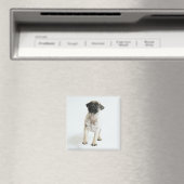 Aimant Chiot Carlin mignon (In Situ (Lave-vaisselle))