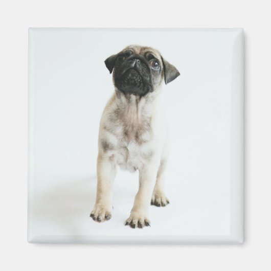 Aimant Chiot Carlin mignon (Devant)