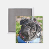 Aimant Chiot Carlin Noir Portant Une Veste (Recto/Verso)