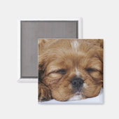 Aimant Chiot Cavalier King Charles Spaniel endormi (Recto/Verso)