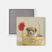 Aimant Chiot dans un panier (Recto/Verso)