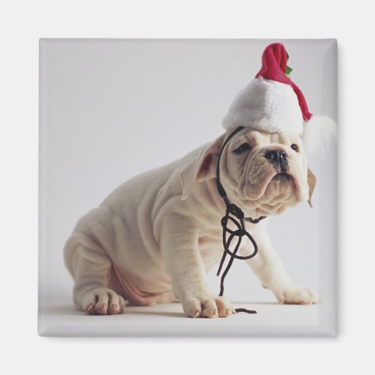 Aimant Chiot de Bulldog portant le chapeau du Père Noël (Devant)