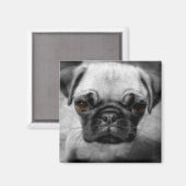 Aimant Chiot de carlin (Recto/Verso)
