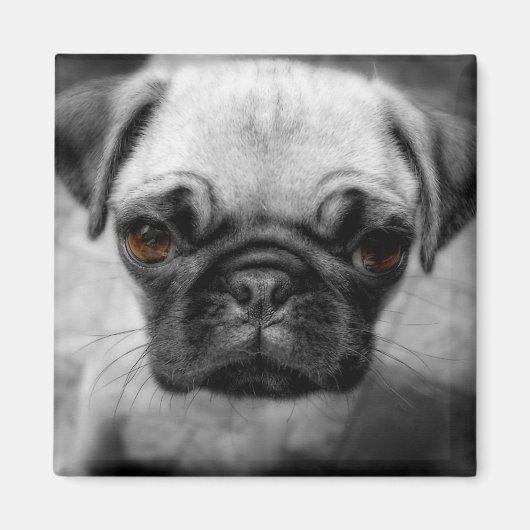 Aimant Chiot de carlin (Devant)