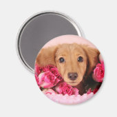 Aimant Chiot de Dachshund Entouré de Roses (Recto/Verso)