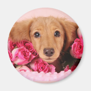 Aimant Chiot de Dachshund Entouré de Roses
