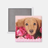 Aimant Chiot de Dachshund Entouré de Roses (Recto/Verso)