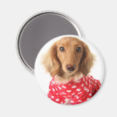 Aimant Chiot de Dachshund portant l'tenue de Saint Valent (Recto/Verso)