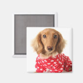 Aimant Chiot de Dachshund portant l'tenue de Saint Valent (Recto/Verso)
