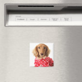 Aimant Chiot de Dachshund portant l'tenue de Saint Valent (In Situ (Lave-vaisselle))