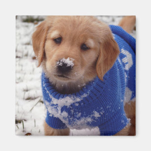 Aimant Chiot de golden retriever
