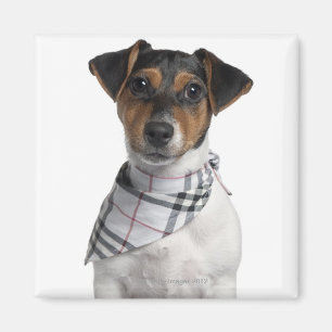 Aimant Chiot de Jack Russell Terrier (4 mois)