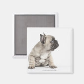 Aimant Chiot de Pedigree (Recto/Verso)