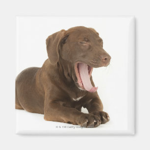 Aimant Chiot de quatre mois de laboratoire de chocolat