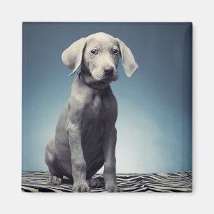 Aimant Chiot de Weimaraner