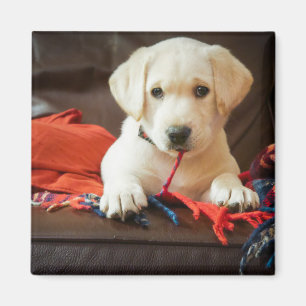 Aimant Chiot des images de Getty sur un sofa