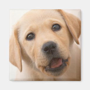 Aimant Chiot d'or de Labrador