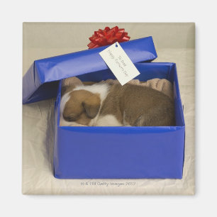 Aimant Chiot dormant dans une boîte-cadeau