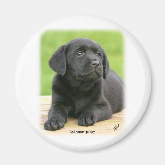 Aimant Chiot du Labrador 9Y267D-109 (Devant)