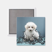 Aimant Chiot enchevêtré dans les lumières de Noël (Recto/Verso)