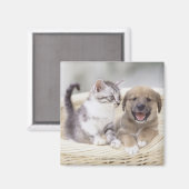 Aimant Chiot et chat bébé (Recto/Verso)