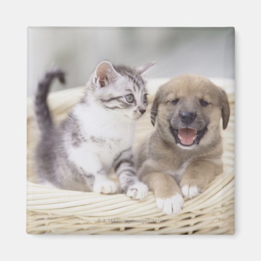 Aimant Chiot et chat bébé (Devant)