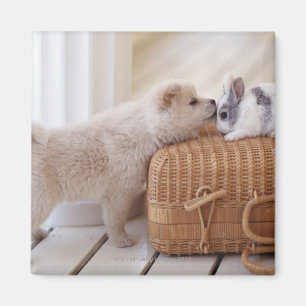 Aimant Chiot et lapin