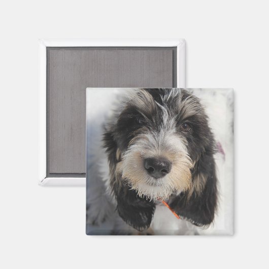 Aimant Chiot GBGV (Recto/Verso)