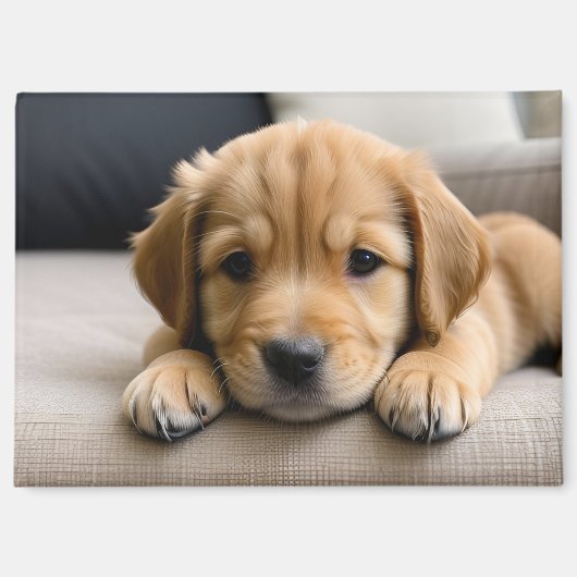 Aimant Chiot Golden Retriever (Recto)