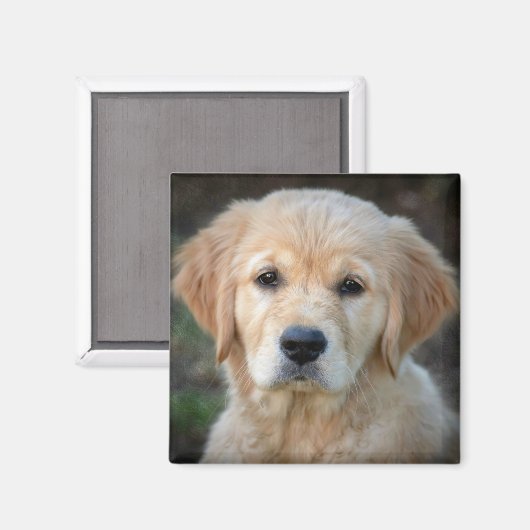 Aimant Chiot Golden Retriever (Recto/Verso)