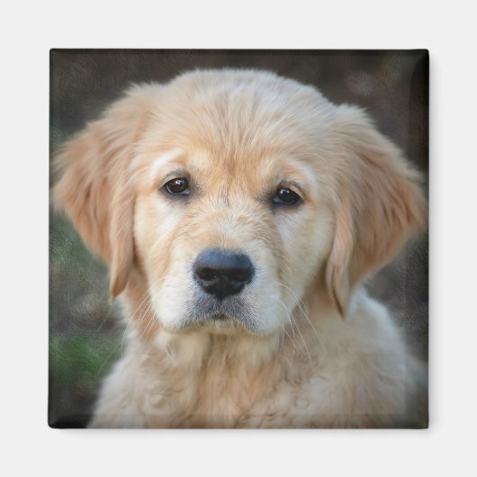 Aimant Chiot Golden Retriever (Devant)