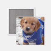 Aimant Chiot Golden Retriever (Recto/Verso)