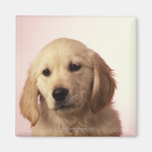 Aimant Chiot Golden Retriever (Devant)