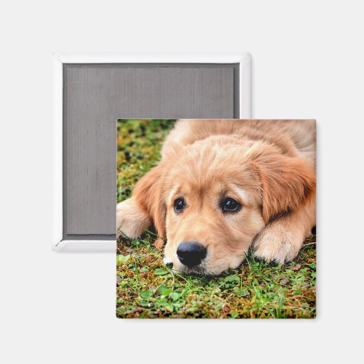 Aimant Chiot Golden Retriever (Recto/Verso)