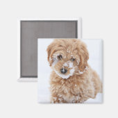 Aimant Chiot Goldendoodé Avec Neige Sur La Face (Recto/Verso)