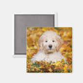 Aimant Chiot Goldendoodle En Feuilles Automnes (Recto/Verso)