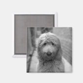 Aimant Chiot Goldendoodle en Jardin (Recto/Verso)