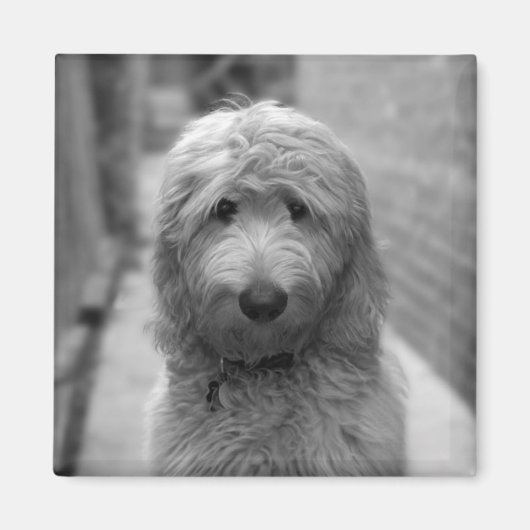 Aimant Chiot Goldendoodle en Jardin (Devant)