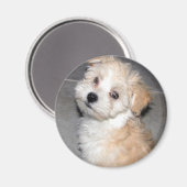 Aimant Chiot Havanais (Recto/Verso)